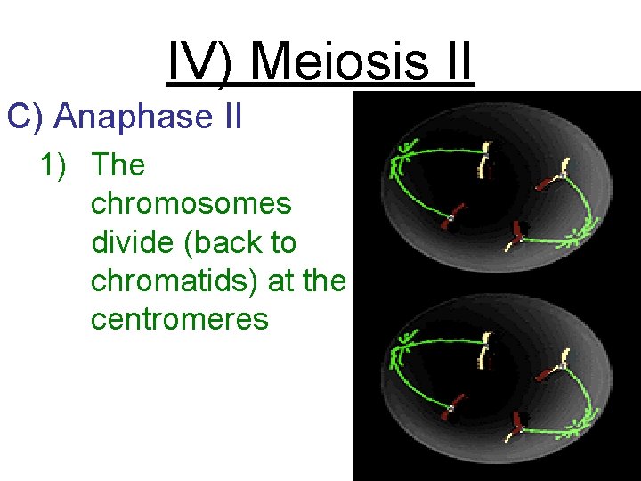 IV) Meiosis II C) Anaphase II 1) The chromosomes divide (back to chromatids) at