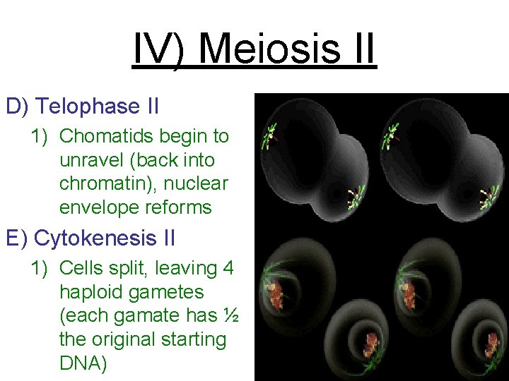 IV) Meiosis II D) Telophase II 1) Chomatids begin to unravel (back into chromatin),