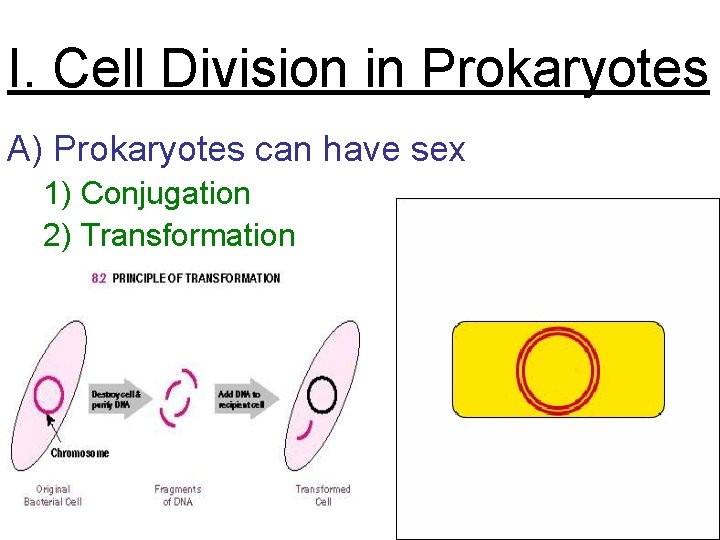 I. Cell Division in Prokaryotes A) Prokaryotes can have sex 1) Conjugation 2) Transformation