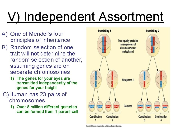 V) Independent Assortment A) One of Mendel’s four principles of inheritance B) Random selection