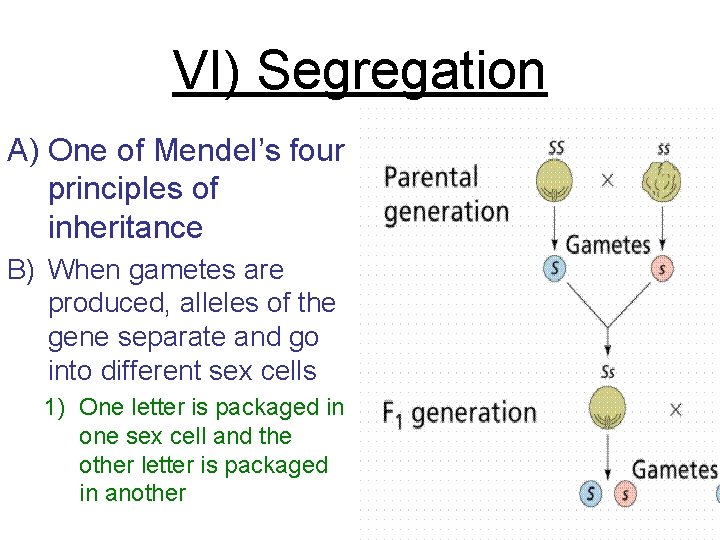 VI) Segregation A) One of Mendel’s four principles of inheritance B) When gametes are