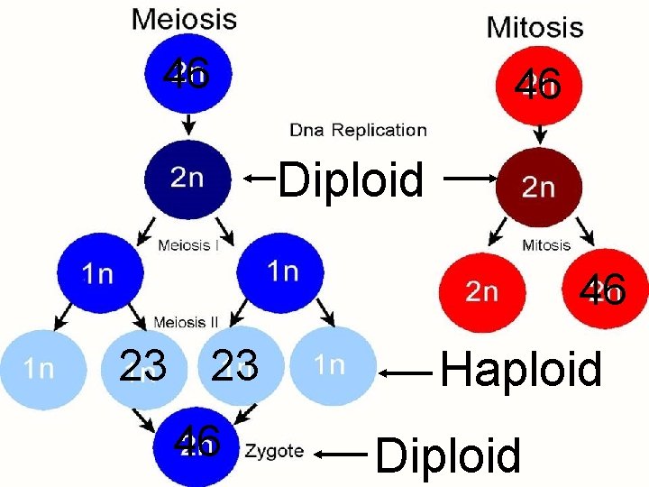 46 46 Diploid 46 23 23 46 Haploid Diploid 