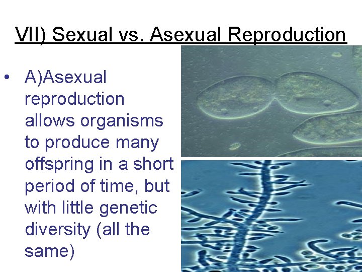 VII) Sexual vs. Asexual Reproduction • A)Asexual reproduction allows organisms to produce many offspring