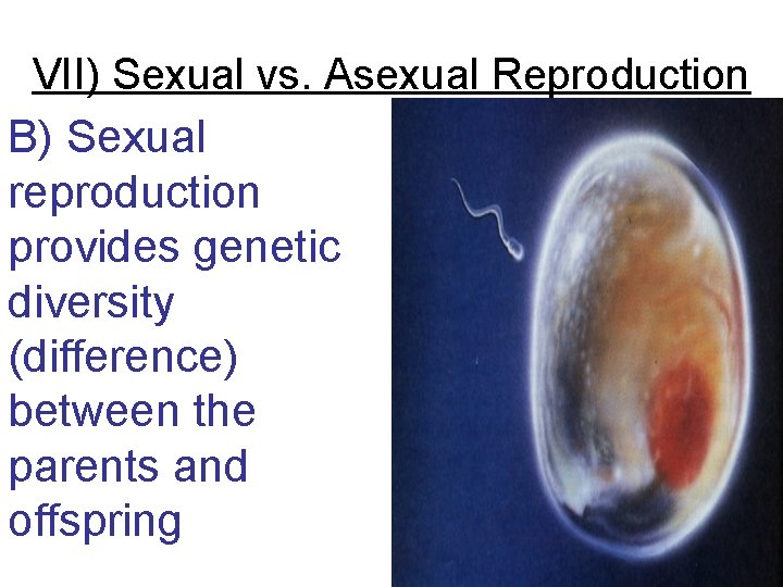 VII) Sexual vs. Asexual Reproduction B) Sexual reproduction provides genetic diversity (difference) between the