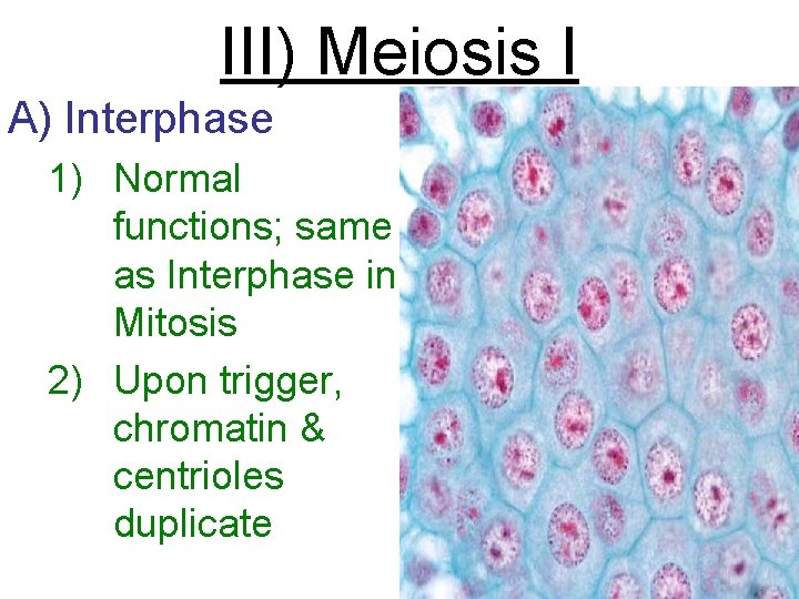 III) Meiosis I A) Interphase 1) Normal functions; same as Interphase in Mitosis 2)