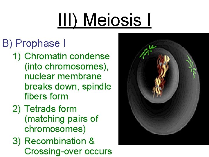 III) Meiosis I B) Prophase I 1) Chromatin condense (into chromosomes), nuclear membrane breaks