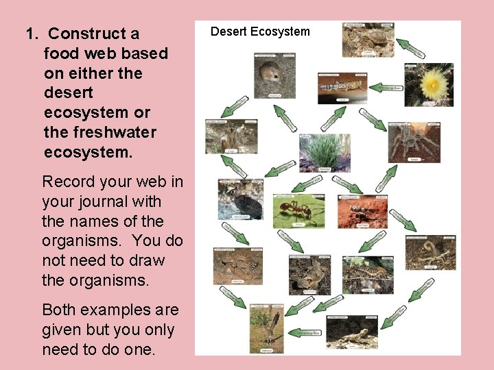 1. Construct a food web based on either the desert ecosystem or the freshwater
