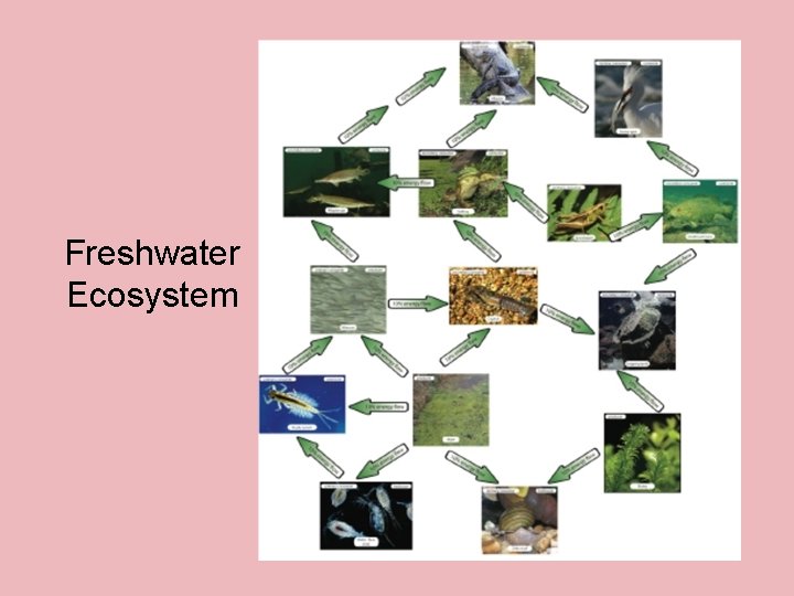 Freshwater Ecosystem 