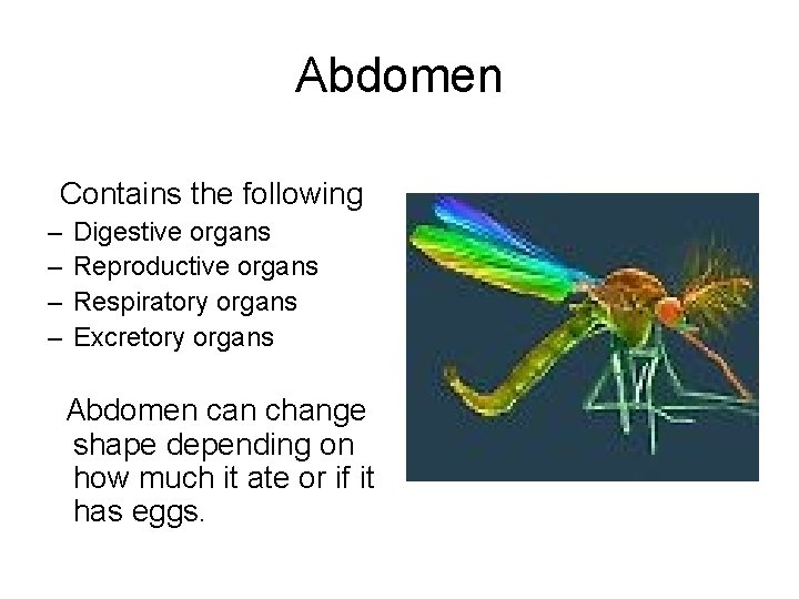 Abdomen Contains the following – – Digestive organs Reproductive organs Respiratory organs Excretory organs