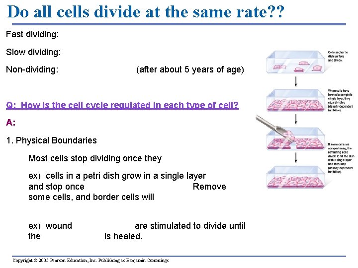 Do all cells divide at the same rate? ? NO Fast dividing: intestinal lining,