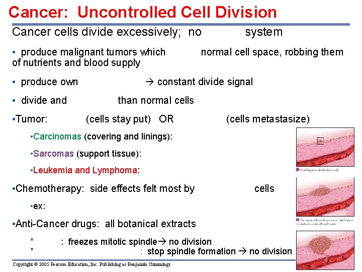 Cancer: Uncontrolled Cell Division Cancer cells divide excessively; no control system • produce malignant