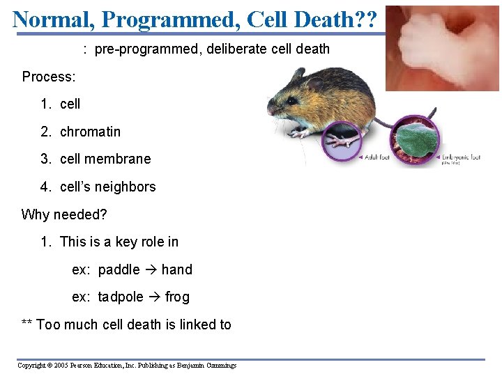 Normal, Programmed, Cell Death? ? Apoptosis: pre-programmed, deliberate cell death Process: 1. cell looses