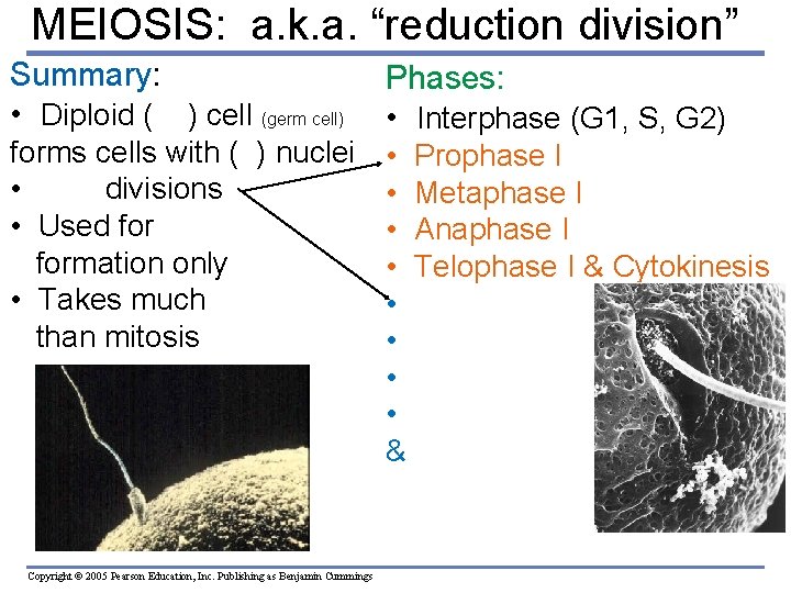 MEIOSIS: a. k. a. “reduction division” Summary: • Diploid (2 n) cell (germ cell)
