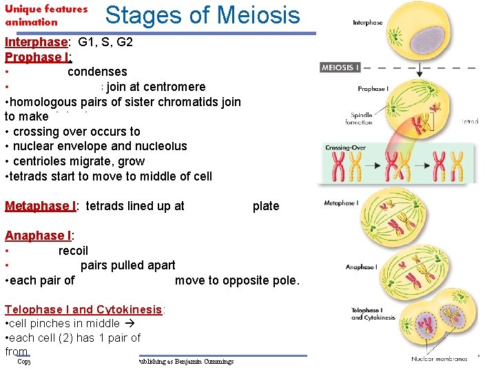 Unique features animation Stages of Meiosis Interphase: G 1, S, G 2 Prophase I: