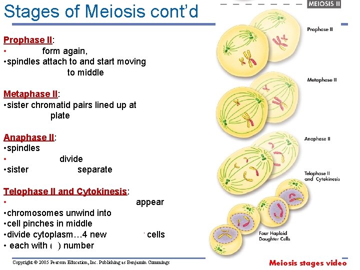 Stages of Meiosis cont’d Prophase II: • spindles form again, • spindles attach to