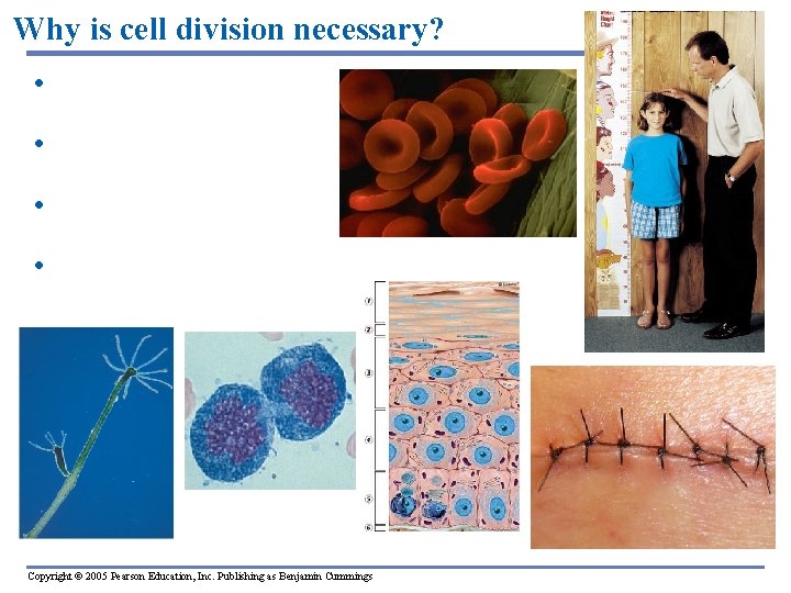 Why is cell division necessary? • growth • cell replacement • wound repair •