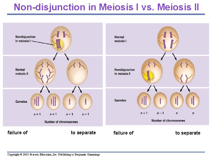 Non-disjunction in Meiosis I vs. Meiosis II failure of homologous pairs to separate Copyright