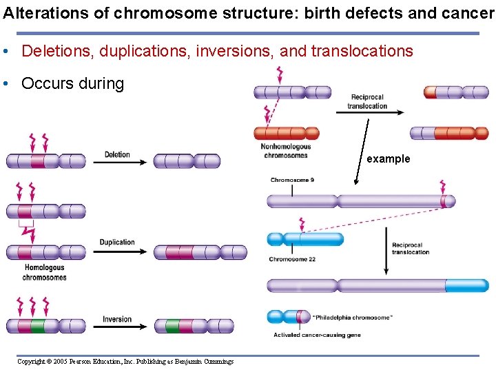 Alterations of chromosome structure: birth defects and cancer • Deletions, duplications, inversions, and translocations