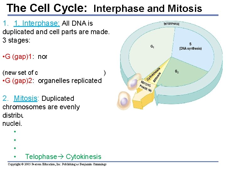 The Cell Cycle: Interphase and Mitosis 1. 1. Interphase: All DNA is duplicated and