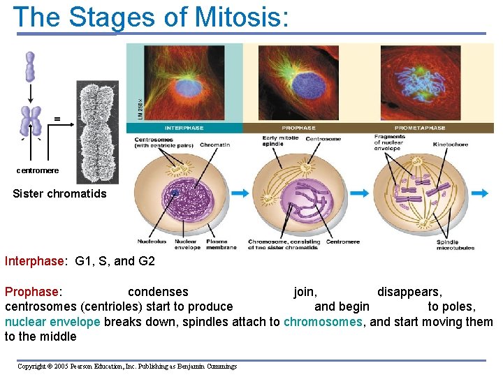 The Stages of Mitosis: = centromere Sister chromatids Interphase: G 1, S, and G