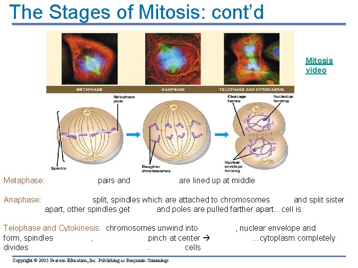The Stages of Mitosis: cont’d Mitosis video Metaphase: chromosome pairs and centromeres are lined