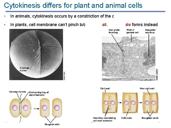 Cytokinesis differs for plant and animal cells • In animals, cytokinesis occurs by a