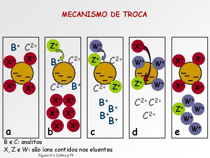 MECANISMO DE TROCA B+ X+ X+ C 2+ Z+ X+ B+ C 2+ X+