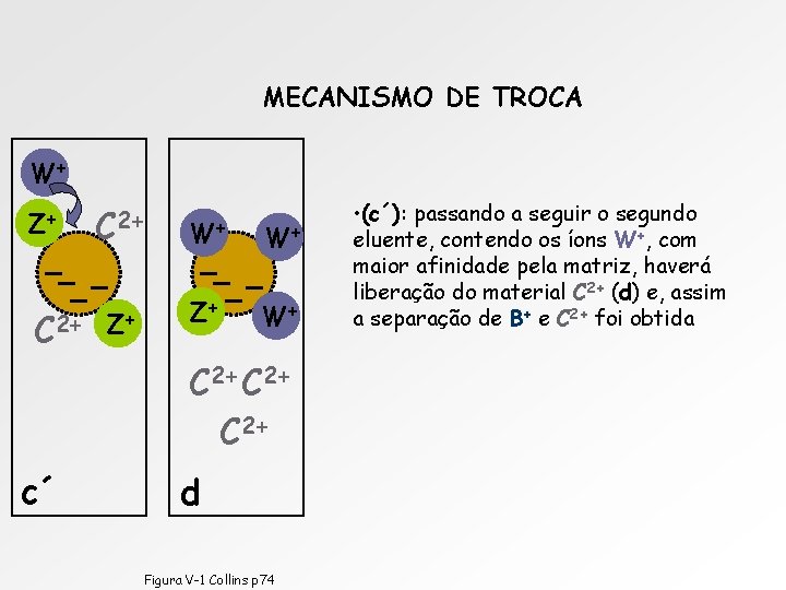 MECANISMO DE TROCA W+ Z+ C 2+ W+ W+ Z+ Z+ W+ C 2+