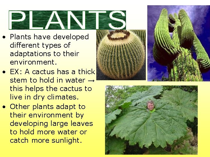  • Plants have developed different types of adaptations to their environment. • EX: