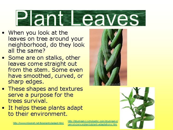  • When you look at the leaves on tree around your neighborhood, do