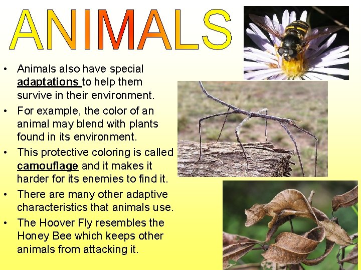  • Animals also have special adaptations to help them survive in their environment.