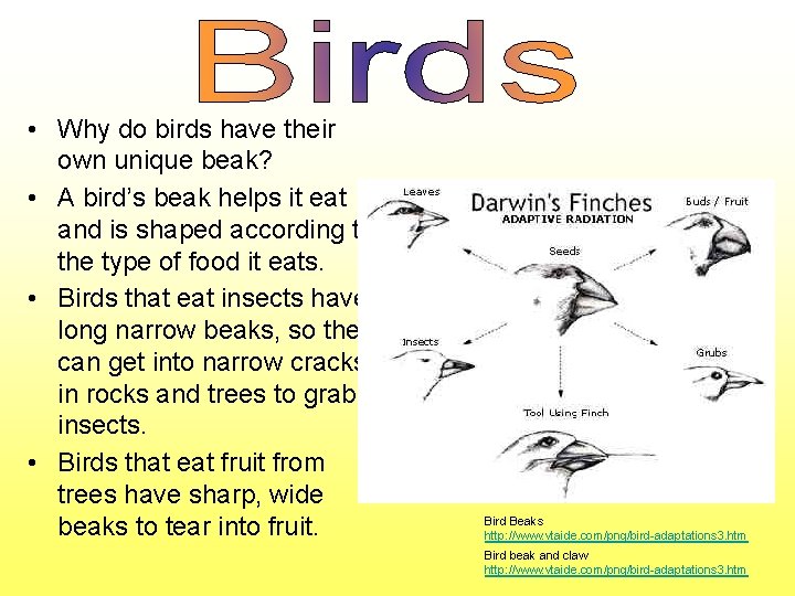 • Why do birds have their own unique beak? • A bird’s beak