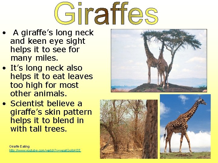  • A giraffe’s long neck and keen eye sight helps it to see