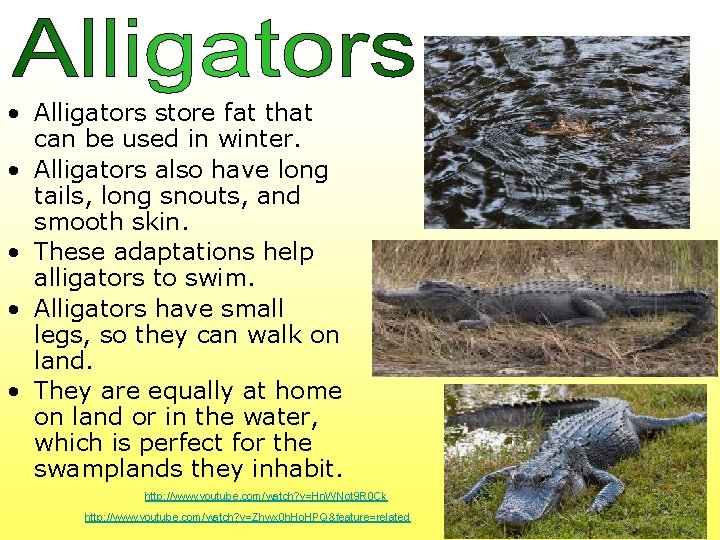  • Alligators store fat that can be used in winter. • Alligators also