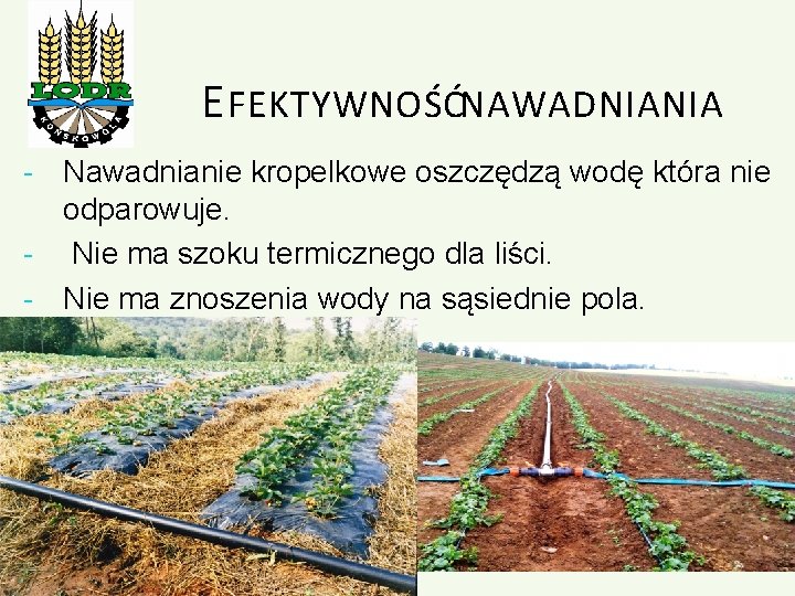 E FEKTYWNOŚĆ NAWADNIANIA - Nawadnianie kropelkowe oszczędzą wodę która nie odparowuje. - Nie ma