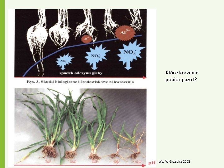 Które korzenie pobiorą azot? Wg. W Grzebisz 2005 