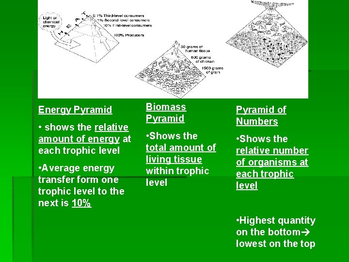 Energy Pyramid • shows the relative amount of energy at each trophic level •