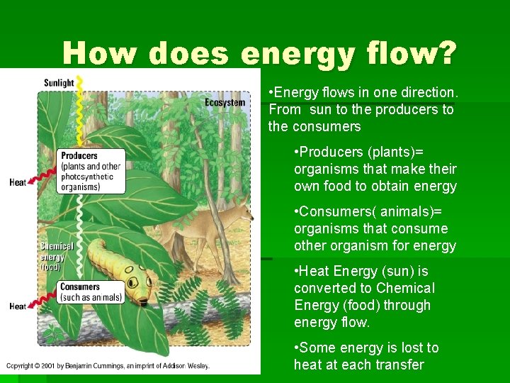 How does energy flow? • Energy flows in one direction. From sun to the