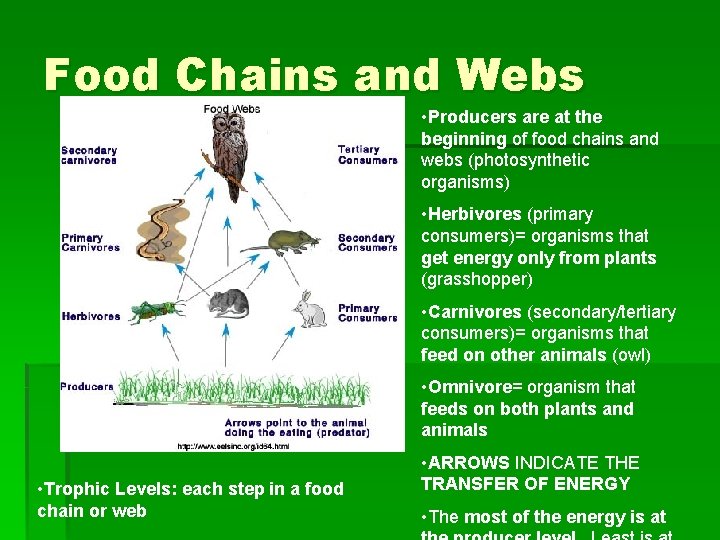 Food Chains and Webs • Producers are at the beginning of food chains and