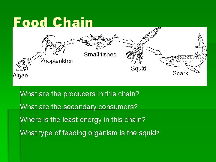 Food Chain What are the producers in this chain? What are the secondary consumers?