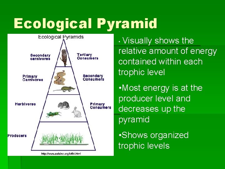 Ecological Pyramid • Visually shows the relative amount of energy contained within each trophic