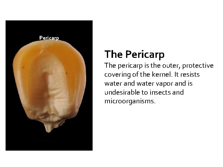 Pericarp The pericarp is the outer, protective covering of the kernel. It resists water