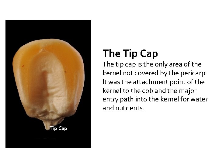 The Tip Cap The tip cap is the only area of the kernel not