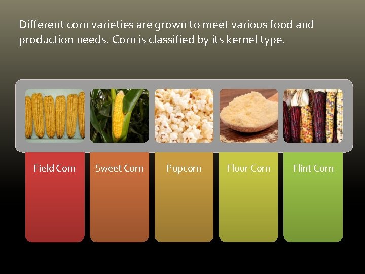 Different corn varieties are grown to meet various food and production needs. Corn is