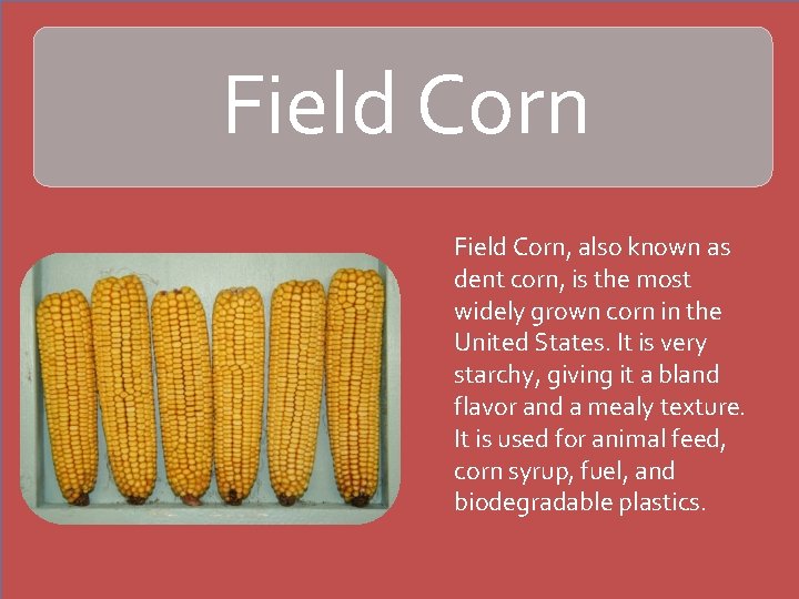 Field Corn, also known as dent corn, is the most widely grown corn in