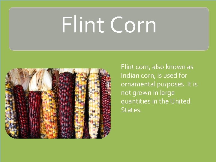 Flint Corn Flint corn, also known as Indian corn, is used for ornamental purposes.