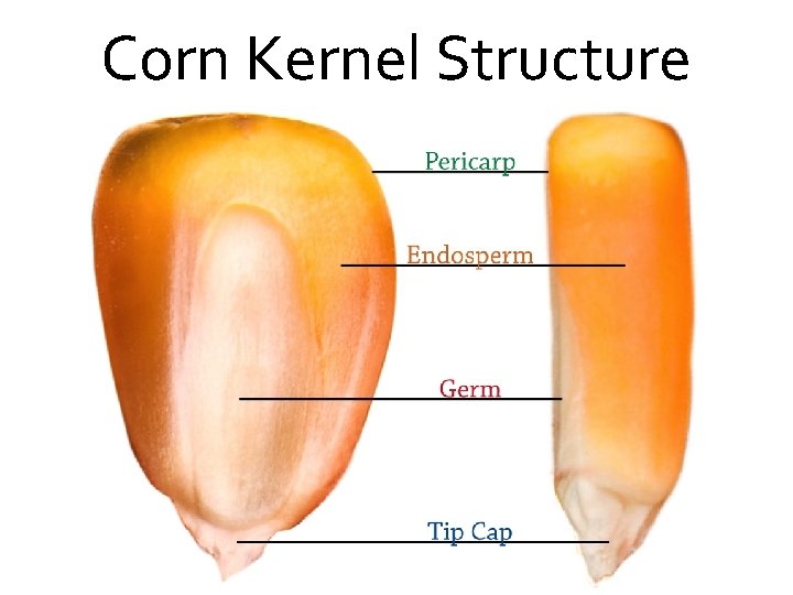 Corn Kernel Structure 