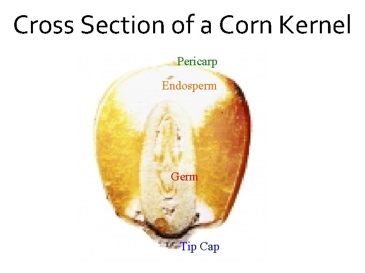 Cross Section of a Corn Kernel Pericarp Endosperm Germ Tip Cap 