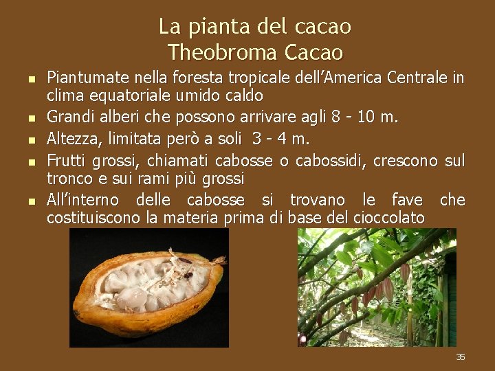 La pianta del cacao Theobroma Cacao n n n Piantumate nella foresta tropicale dell’America