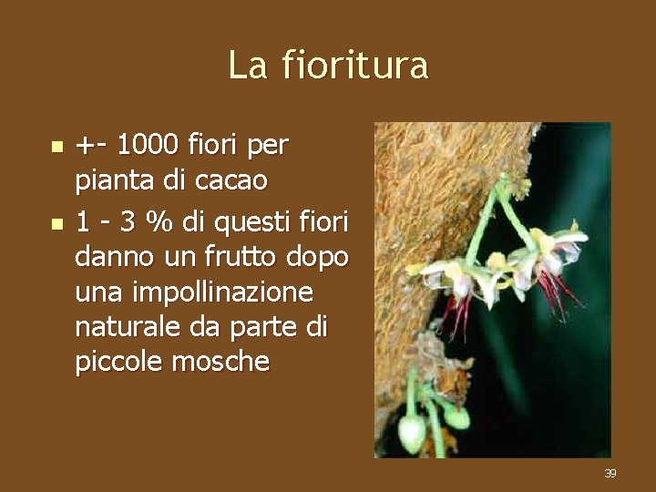 La fioritura n n +- 1000 fiori per pianta di cacao 1 - 3